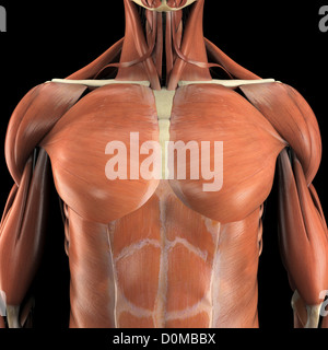 anatomical-model-showing-the-pectoralis-