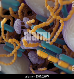 Bacteria Found In The Mouth 9