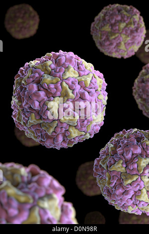 human rhinoviruses the most common viral Human rhinovirus a, human rhinovirus b, unclassified rhinoviruses viral ecology & pathology analysis of the structure of a common cold virus, human rhinovirus 14, refined at a resolution of 30 a virology-online. human rhinoviruses the most common viral Human rhinovirus a, human rhinovirus b, unclassified rhinoviruses viral ecology & pathology analysis of the structure of a common cold virus, human rhinovirus 14, refined at a resolution of 30 a virology-online.
