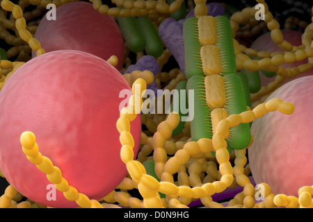 Bacteria Found In The Mouth 92