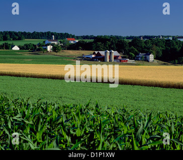 Wheat Corn And Alfalfa Pennsylvania Stock Photo Alamy