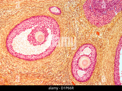 Ovarian Follicles Light Micrograph Stock Photo Alamy