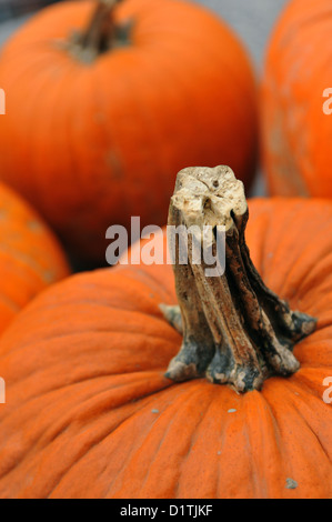 Assorted Pumpkins In Preparation For Halloween Stock Photo Alamy