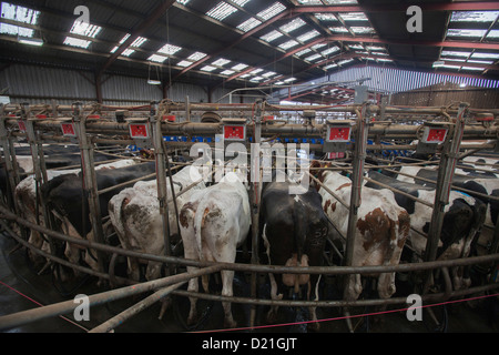 Dairy Farming Holstein Cows Being Milked In Herringbone Milking Stock Photo Royalty Free Image