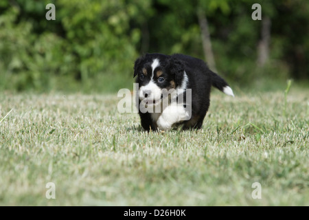 running with australian shepherd puppy australian shepherd pup running on lawn in garden stock photo running with australian shepherd puppy australian shepherd pup running on lawn in garden stock photo
