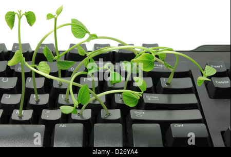 Computer Keyboard With Snow Pea Sprouts Stock Photo Alamy