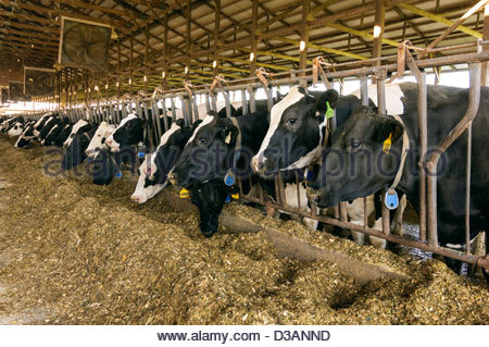 Forage Based Diets Dairy Cattle Farming