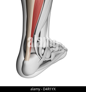 Achilles Tendon Injury Illustration Stock Photo Alamy