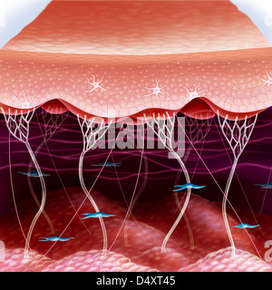 human skin cells stock photos human skin cells stock images alamy human skin cells artwork stock photo royalty free image 55433856 alamy human skin cells stock photos human skin cells stock images alamy human skin cells artwork stock photo royalty free image 55433856 alamy