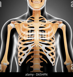Male chest bones, artwork Stock Photo: 55439498 - Alamy