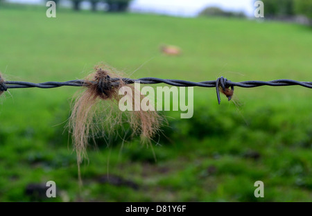 Barbed Wire Fence Cattle Barbed Wire Fence Cattle