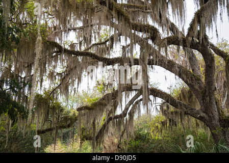 Live Oak Tree With Spanish Moss Beside Pond Near Pawley S Island South