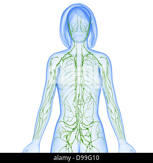 Lymphatic System Of Female Body Anatomy In X Ray Form Stock Photo