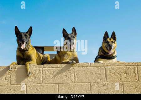 belgian shepherd malinois military a belgian malinois military working dog is treated by a surgical belgian shepherd malinois military a belgian malinois military working dog is treated by a surgical