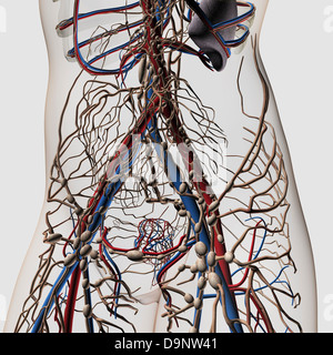 Medical illustration of arteries, veins and lymphatic system in human