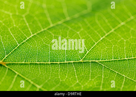 Fresh Dreen Leaf Texture Macro Close Up Stock Photo Alamy