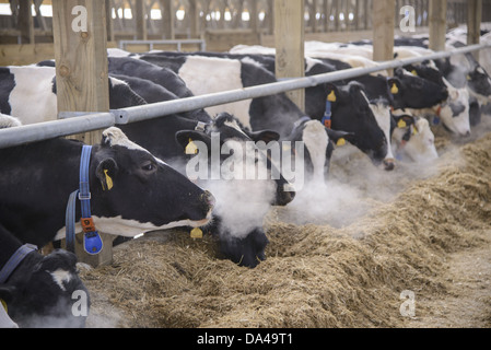 Dairy Farming Holstein Dairy Cows Wearing Collars Herd Feeding On Total