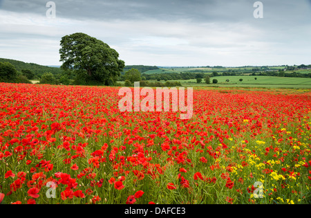Red Poppy is an angiosperm or flowering plant the family Stock 