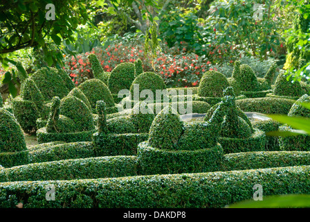 buxus sempervirens box hedge alamy shapes bush shape plant ball round boxwood topiary common var arborescens garden