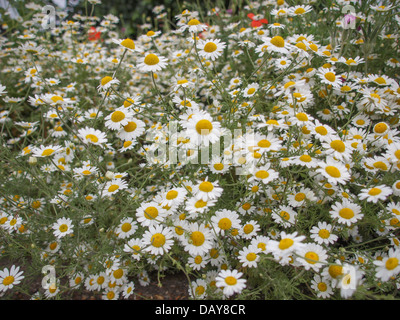 Common Daisy Bellis Perennis Plantae Angiosperms Eudicots Asterids 
