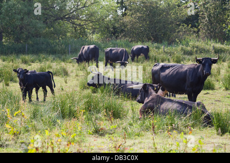 Welsh Black Cattle (Bos taurus). Bull. A docile breed- not all bulls