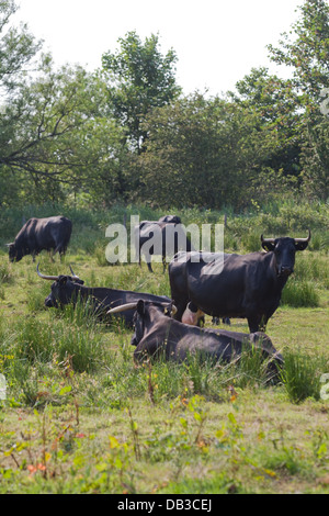 Welsh Black Cattle (Bos taurus). Bull. A docile breed- not all bulls