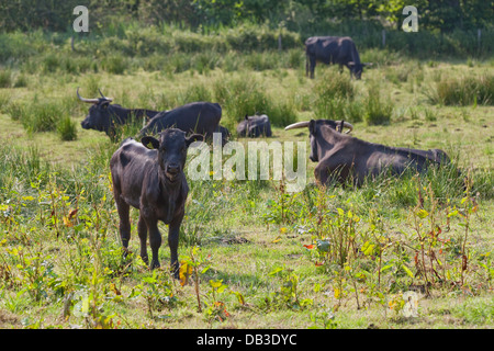 Welsh Black Cattle (Bos taurus). Bull. A docile breed- not all bulls