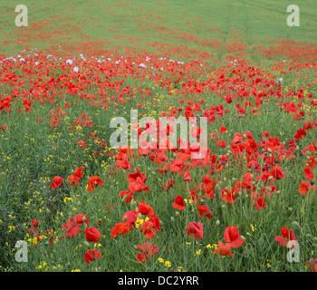 Beautiful Landscape Image Of Summer Poppy Field With Wooden Planks