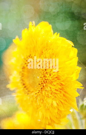 Textured Old Paper Background With Sunflower Stock Photo Alamy