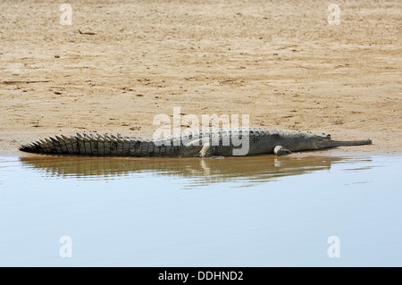 A Gharial Gavialis Gangeticus Is Lying On The Banks Of The Rapti