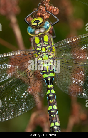 Blue Hawker Southern Hawker Aeshna Cyanea Perched Immature Male