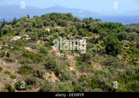 Olive Trees Meganisi Island Lefkas Ionian Islands Greece Stock