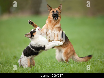 australian shepherd with german shepherd australian shepherd and german shepherd playing on meadow in snow australian shepherd with german shepherd australian shepherd and german shepherd playing on meadow in snow