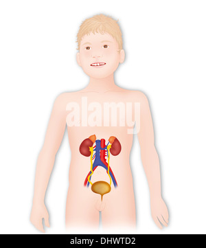 Anatomy Urinary Tract Stock Photo Alamy