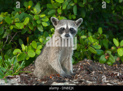 cozumel endangered pygmy raccoon mexico alamy island procyon pygmaeus critically