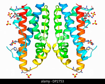 Interleukin-1 Beta, Molecular Model. This Cytokine Immune Protein Is ...