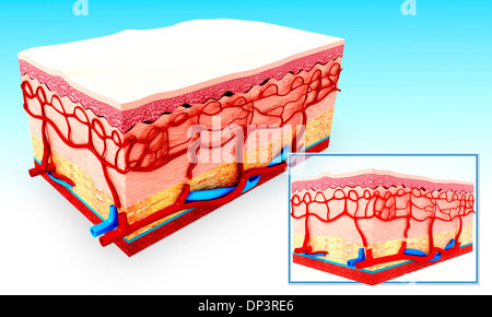 Human Skin Anatomy Stock Photo Alamy