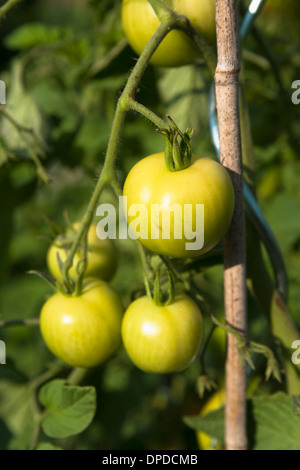 What is the botanical name for the tomato plant?