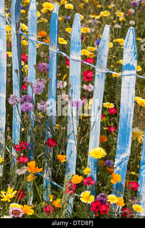 Flowerbed, flower bed, flower bed, flowery meadow, flower meadow ...