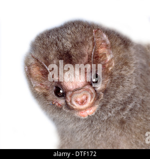 HairyLegged Vampire bat (Diphylla ecaudata) in flight, Mexico Stock