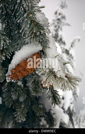 Douglas Fir Covered With Snow In Yellowstone National Park Madison