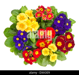 Assorted Primula Flowers Isolated On White Background Colorful Fresh