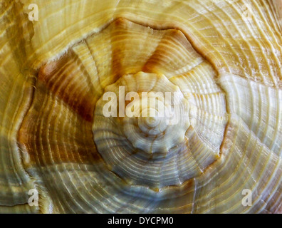 Seashells Shells Of Marine Snails From Around The African Coast An