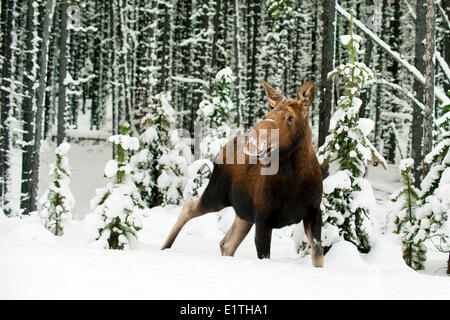 A Horizontal Image Of A Wild Cow Moose Standing In A Wooded Area