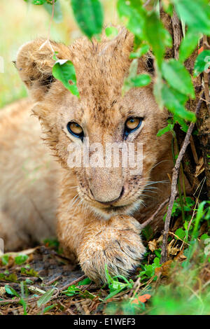 Lion Cub Close Up Masai Mara Kenya Stock Photo Alamy