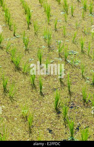 Indonesia Bali Mount Agung Area Geriana Kauh Village Irrigation In