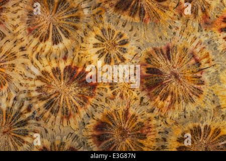 Ancient Coral Reefs Stock Photo Alamy