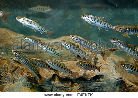yamano aquarium stock photo royalty free image 77109300 yamano aquarium stock photo royalty free image 77109300