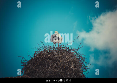 Procreation Stork Nest Made Of Tree Branches Over Blue Sky In Dramatic