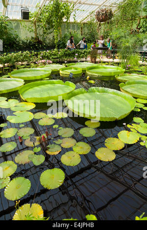 Interior Of Lilly Pond Flower Flowering Lillies Inside Water Lily